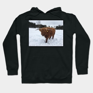 Scottish Highland Cattle Bull 1708 Hoodie